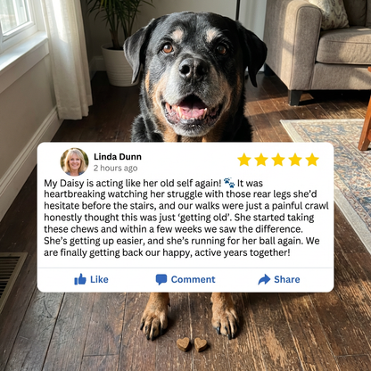 Your Dog Isn’t “Slowing Down”… They’re Likely Living With Daily Discomfort